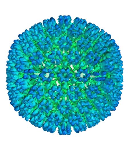 Des chercheurs identifient un virus comme l'origine de la sclérose en plaques