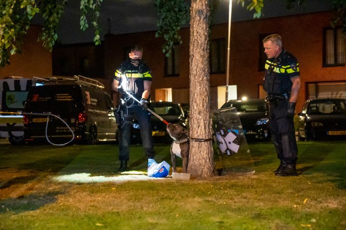 Hondengeleiders van de politie assisteren bij het losmaken van een hond die aan een boom is achtergelaten.