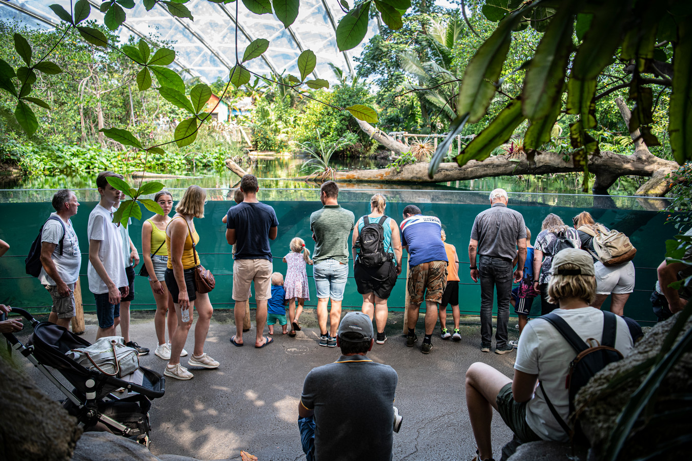 Burgers’ Zoo nadert miljoen bezoekers weer na historisch lage cijfers