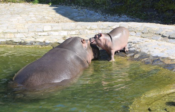 Pairi Daiza kondigt geboorte aan van schattig nijlpaardje.