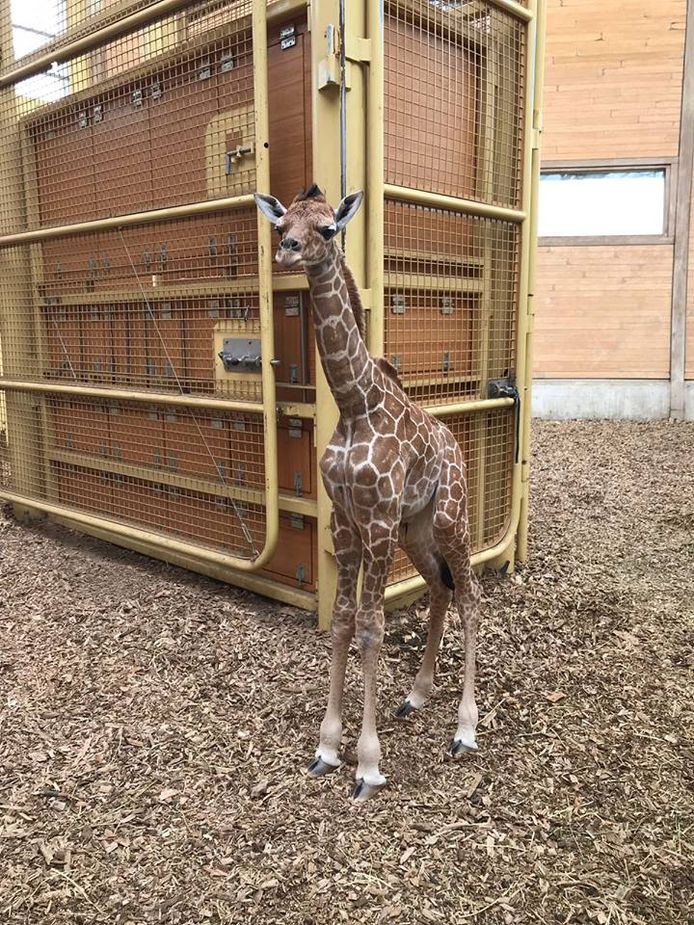Giraffe Imara heeft het levenslicht gezien.