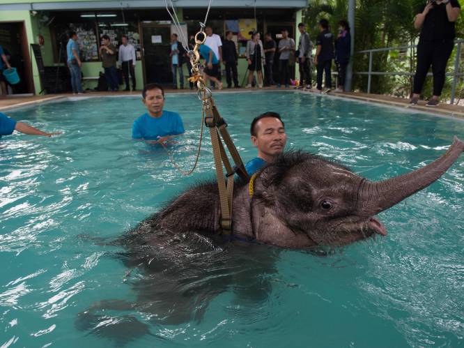 Olifantje ging door een hel, maar nu helpen mensen het herstellen in zwembad