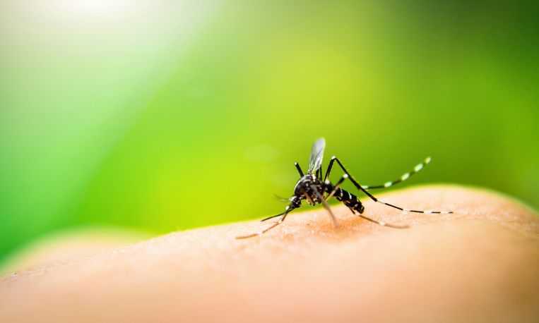 Dakloos Gestreept breedte Video: zo maak je zelf een effectieve muggenvanger | Libelle