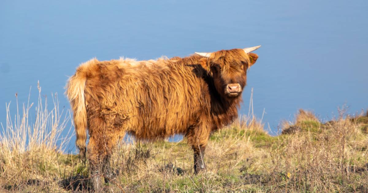 MIJN FOTO | Een gewillig model op de dijk