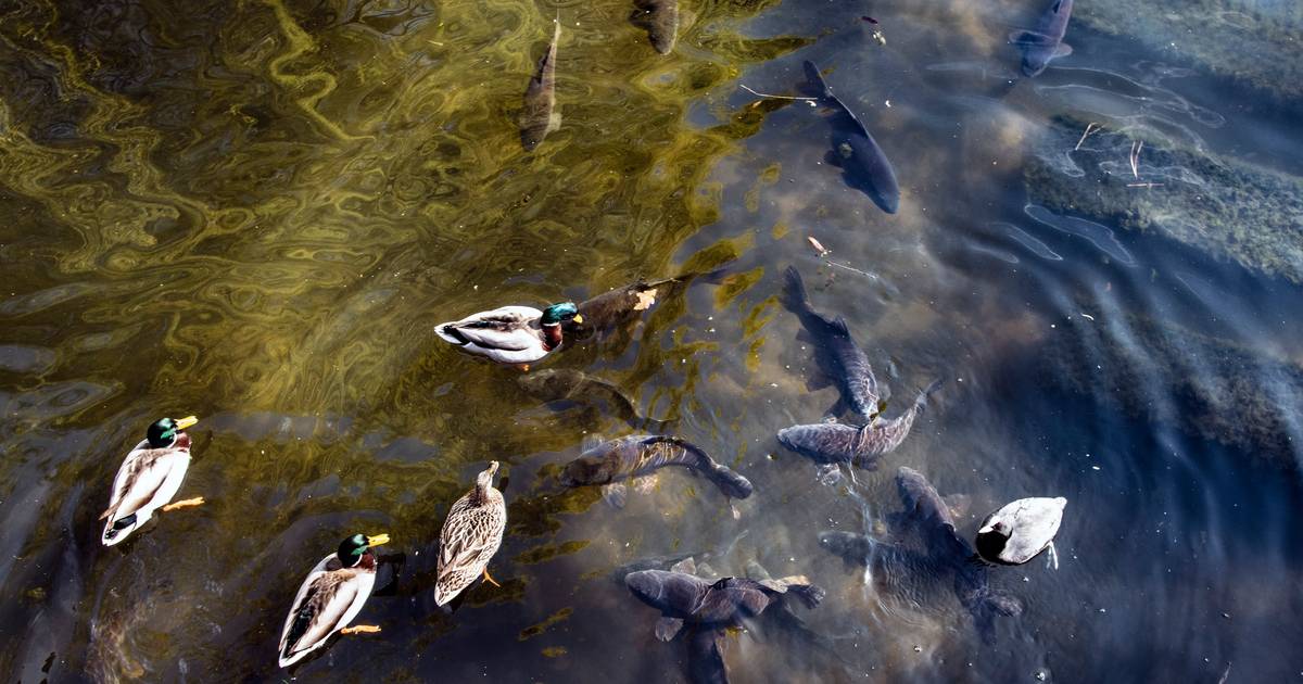 Vogels, vissen en jouw droge boterham maken de vijver in Kronenburgerpark troebel. Nu wordt het