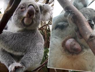 Vroeg kerstcadeau voor Planckendael: koalaatje komt voor het eerst uit buidel van zijn mama kijken
