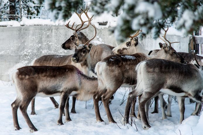 Rendieren in de buurt van Kiruna in het noorden van Zweden. Archiefbeeld.