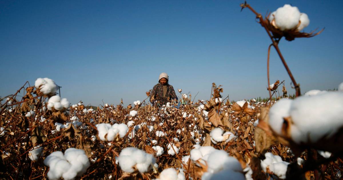 Il tribunale francese apre un’indagine su Uniqlo e la madre di Zara nel contesto del lavoro forzato uiguro |  all’estero