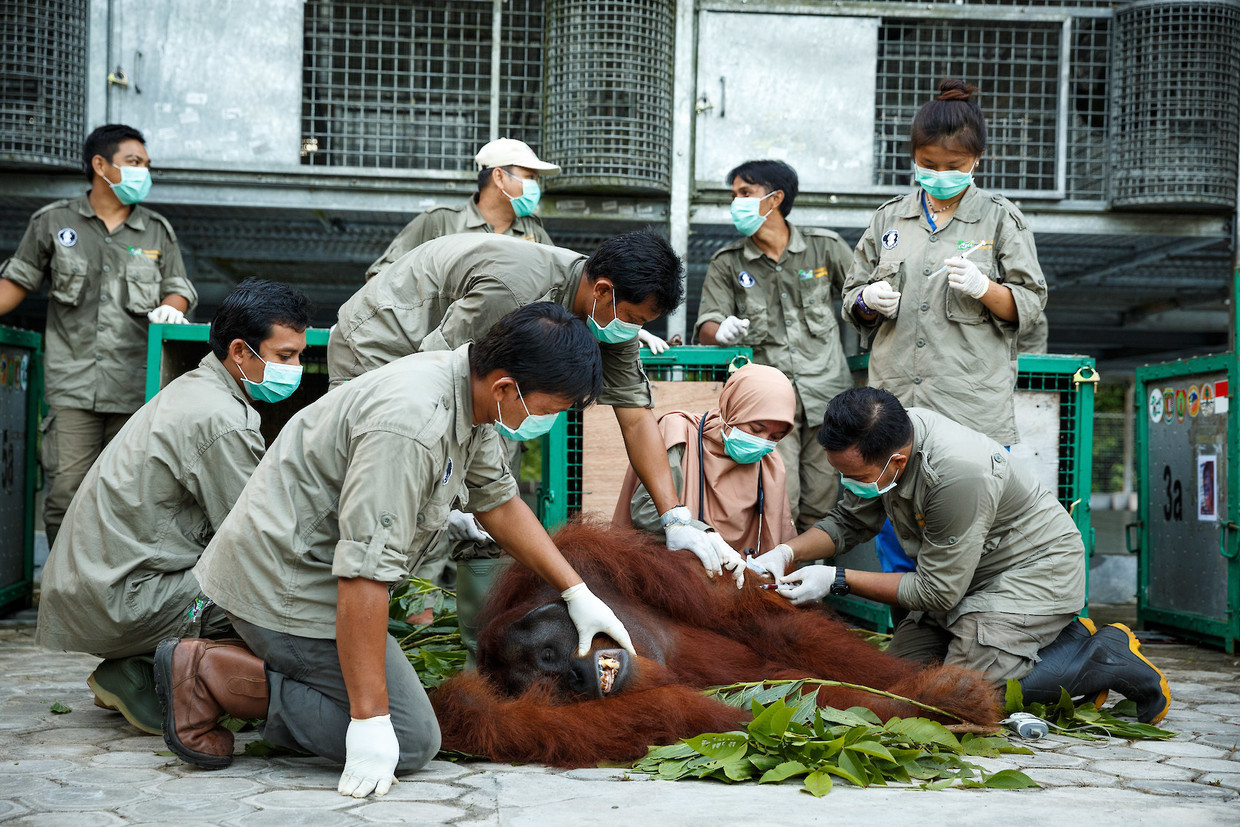 Een team onderzoekt orang-oetang Kato in een reddingscentrum in Borneo, Indonesië.  Beeld In Pictures via Getty Images