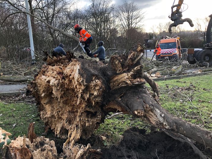Medewerkers van de stad Brugge ruimen omgewaaide bomen op.