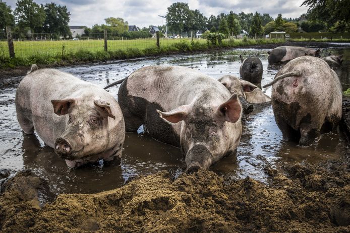 Als het aan het Europees Parlement ligt, krijgen boerderijdieren een beter leven. Zoals deze varkens die bij bioboer Sterken in Ommen een grote modderpoel tot hun beschikking hebben.