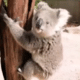 Schattig filmpje: koala ziet cameraman aan voor boom