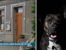 Une petite fille de 8 ans tuée par un American Staff à Strépy: “Ne laissez jamais un enfant seul avec un chien”
