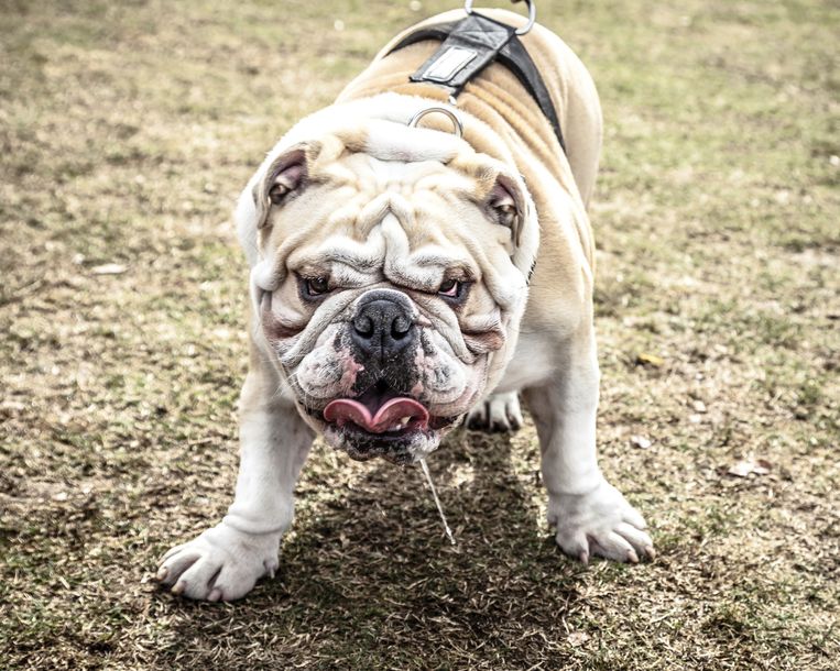 Pavlov Gebruikte Nooit Een Bel Om Zijn Hond Te Laten Kwijlen De Volkskrant