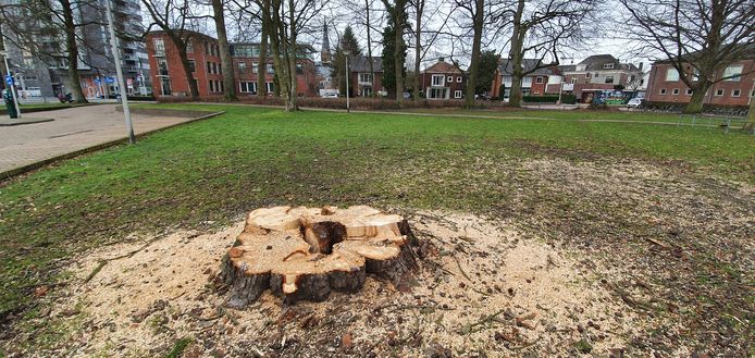 Een kastanjeboom in de Bataafse Kamp moest worden gekapt vanwege de kastanjebloedingsziekte.