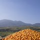 Onschuldige citrusschimmel helpt Spaans protectionisme een handje