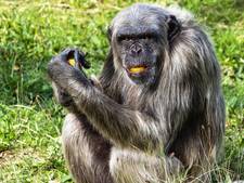Chimpansee Wouter overlijdt na vechtpartij met soortgenoten in Beekse Bergen