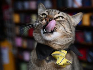Grootste ergernis over kattenvoer Whiskas: opeens 44 procent duurder