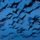 Kraanvogels trekken komende weken massaal naar het noorden. Lees hier waar u de (luidruchtige) vogels kan spotten