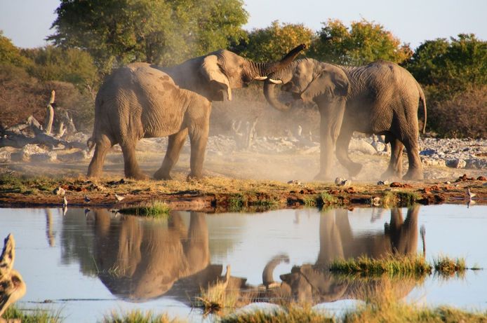 Olifanten in Namibië.
