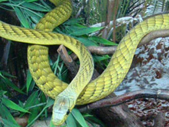 Zeer giftige slang ontsnapt in Nederland, inzet van speurhond levert niets op