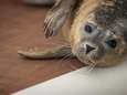 Meer zeehonden en "vreemde gasten" in Belgische Noordzee
