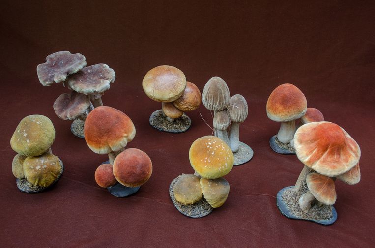 Modellen van paddenstoelen in fluweel en papier-maché (eind negentiende eeuw, Frankrijk). Beeld Rosamond Purcell 