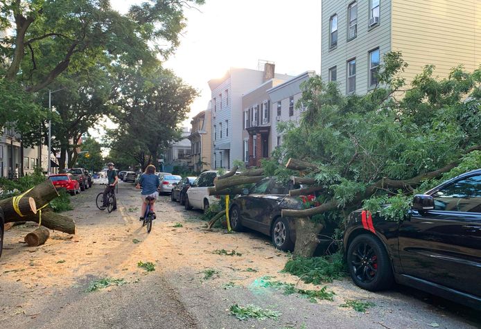 Een straat in Brooklyn in New York, waar verschillende bomen omwaaiden.