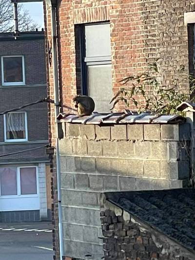 Un singe se promène sur les toits à Charleroi: “Il est malin comme un singe”