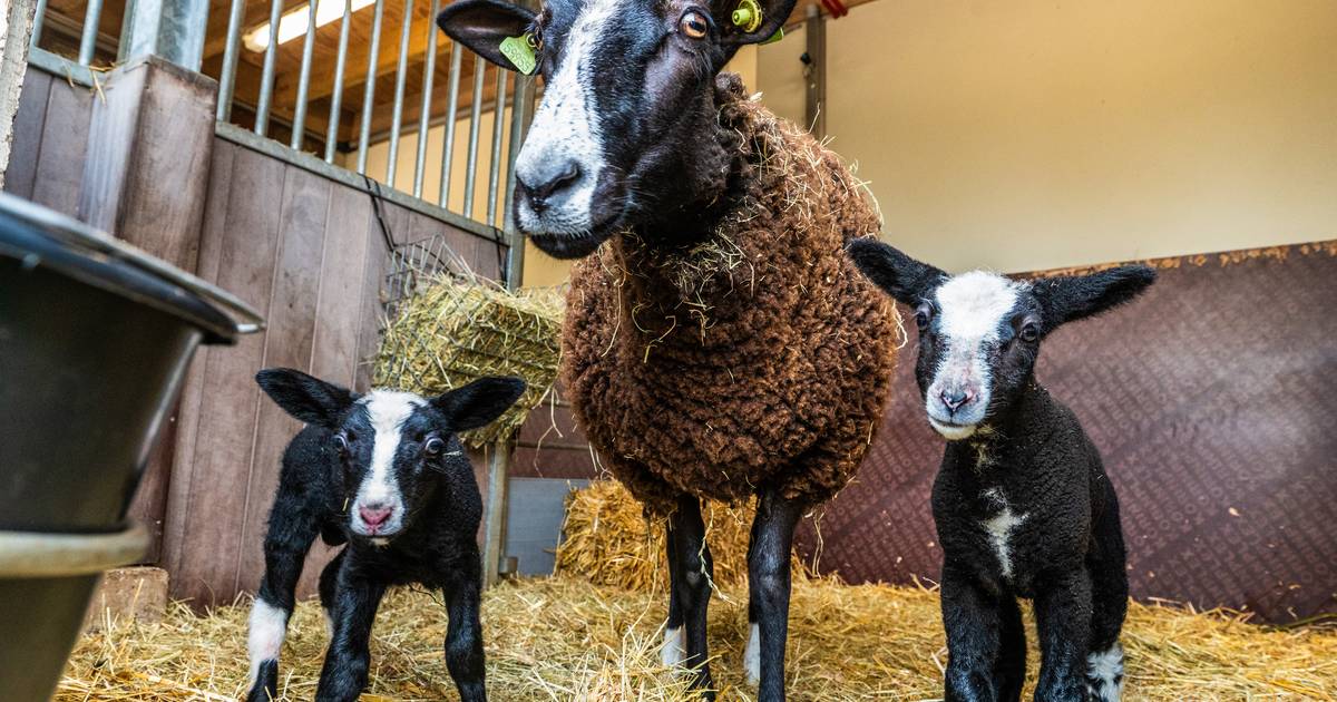 Milieu Educatief Centrum Mét Kinderboerderij In Etten-leur Een Flinke 