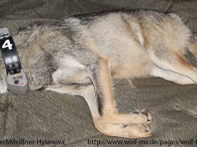 Eerste Belgische wolf nog steeds in bossen van Leopoldsburg