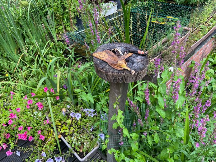 Maak een voedertafel voor vlinders met rottend fruit of laat vruchten van je fruitboom op de grond liggen.