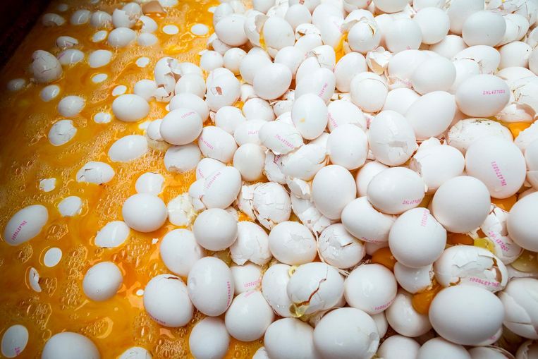 Eieren worden op last van de Nederlandse Voedsel- en Warenautoriteit (NVWA) vernietigd bij een pluimveehouder. Beeld anp