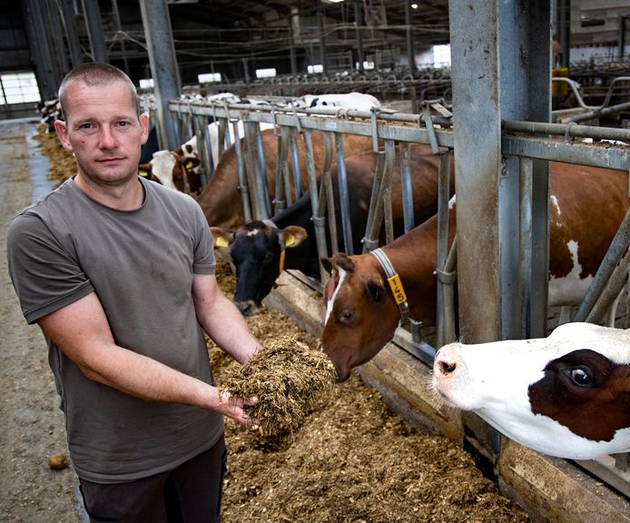 Melkveehouder Jan Klaasen is als een diëtist met voer bezig.