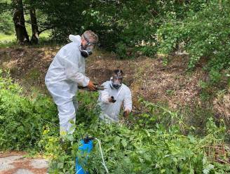 216 asbestsluikstorten ontdekt in Vlaanderen (en vermoedelijk zijn er nog meer)