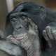 'Frans De Waal is boos op atheïsten, maar is er zelf één'