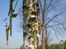 Bloeiende berkenbomen zorgen voor vroege start allergieseizoen