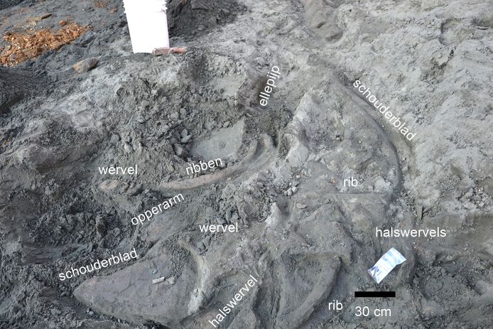 De gevonden onderdelen van een vinvis die ongeveer 8 tot 9 miljoen jaar geleden leefde.