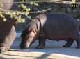 Carnet rose chez les hippopotames de Pairi Daiza