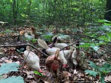 Tientallen dieren gedumpt in tuin van bruidspaar: ‘Dit is geen geintje’