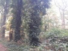 Ja, er verdwijnt groen op Steenenburg; maar er komt méér terug