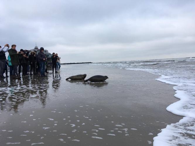 Ruim 20 kilo later: aangesterkte zeehondjes kiezen ruime sop