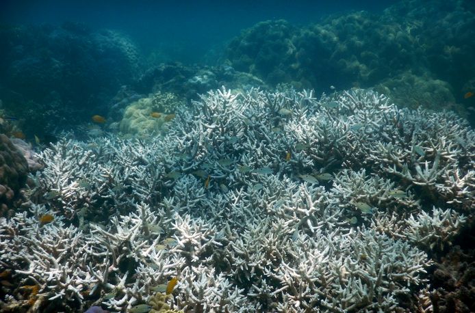 Koraalsterfte in het Great Barrier Reef.