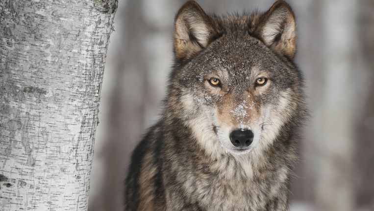 Het vasteland telt vandaag nog zo'n 20.000 wolven, waarvan de helft in Rusland. Beeld THINKSTOCK