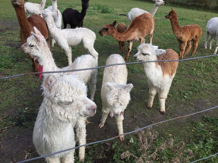 Giet Toegangsprijs lippen Vijf schattige alpaca's te koop (en dit betaal je ervoor) | Dieren | hln.be