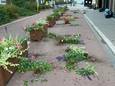 Onbekenden vandaliseren bloembakken in Parklaan