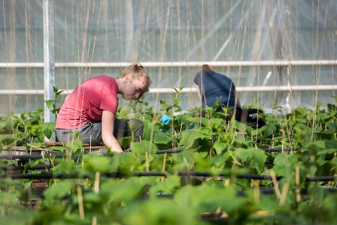 Oirschot Organics krijgt een lawine over zich heen van personeel dat zich aanbiedt.