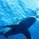 Vrouw in kritieke toestand na haaiaanval in Great Barrier Reef