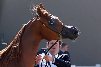 Ontsnapte paarden rennen over Britse snelweg