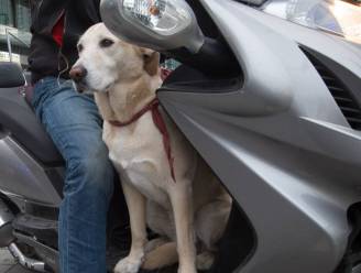 Dronken bromfietser (58), met hond op de schoot, knalt tegen verkeerslicht: “Dat beestje sprong ineens weg” 